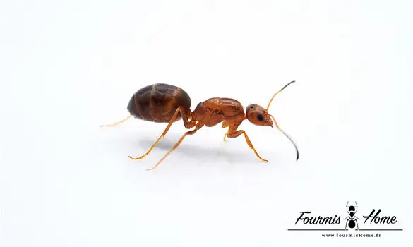 Dorymyrmex bureni