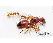 Camponotus castaneus
