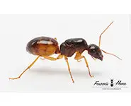 Camponotus turkestanus BLACK