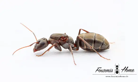Camponotus vestitus