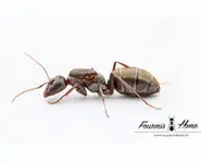 Camponotus vestitus