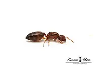 Crematogaster SP SENEGAL