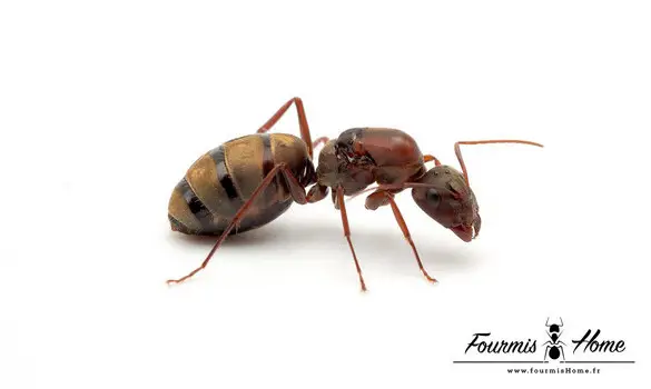 Camponotus cosmicus