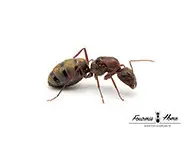 Camponotus cosmicus