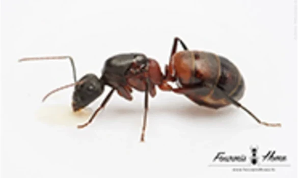 Camponotus cruentatus
