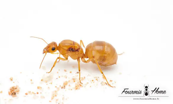 Myrmecocystus mexicanus