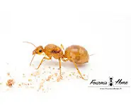 Myrmecocystus mexicanus