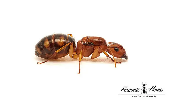 Camponotus maculatus subnudus