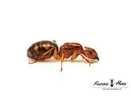 Camponotus maculatus subnudus