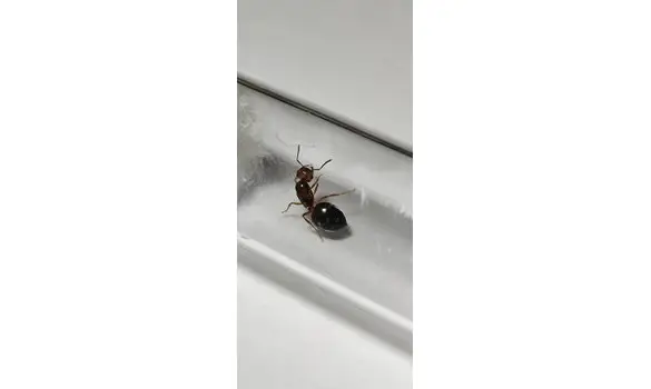 Crematogaster sp Nigeria