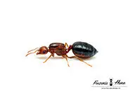 Crematogaster sp Nigeria
