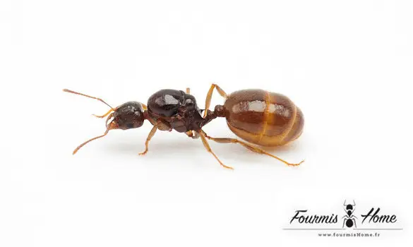 Solenopsis fugax