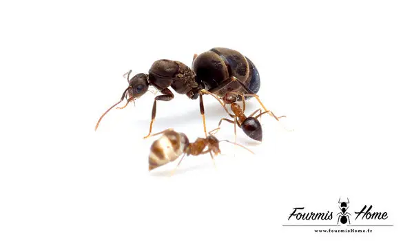 Prenolepis angularis