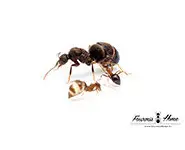 Prenolepis angularis