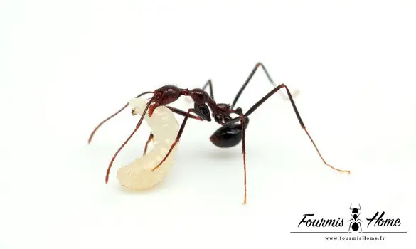 Aphaenogaster swammerdami