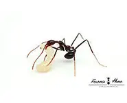 Aphaenogaster swammerdami