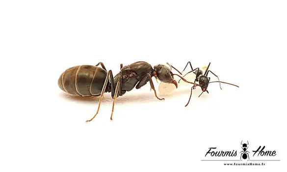 Iridomyrmex anceps