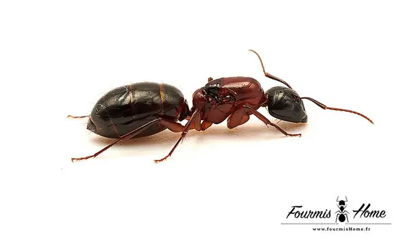 Camponotus texanus
