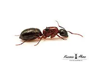 Camponotus texanus