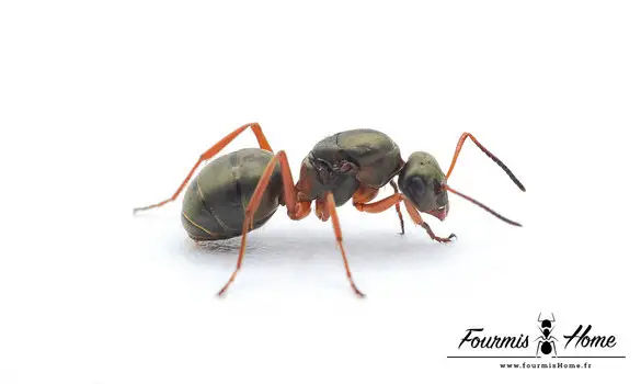 Formica cunicularia