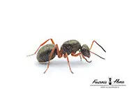 Formica cunicularia