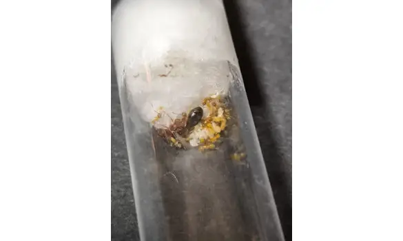 Pheidole speculifera