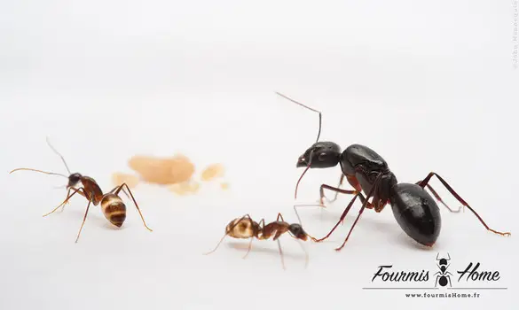 Camponotus fellah