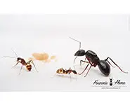 Camponotus fellah