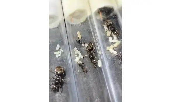 Iridomyrmex purpureus