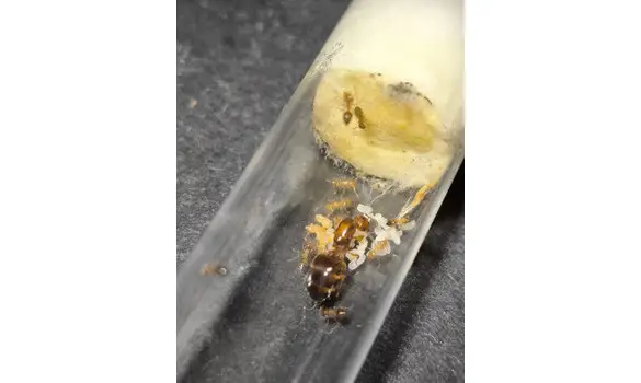 Crematogaster castanea