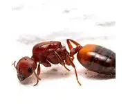 Crematogaster castanea