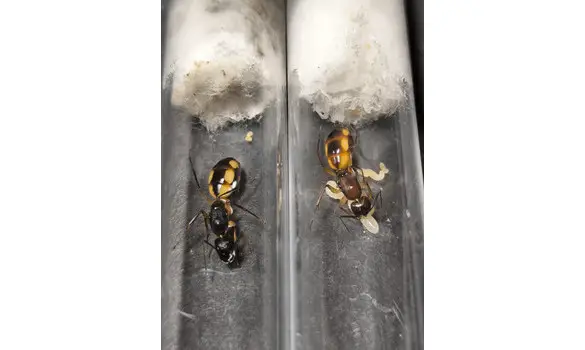 Camponotus maculatus