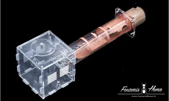 Camponotus thoracicus