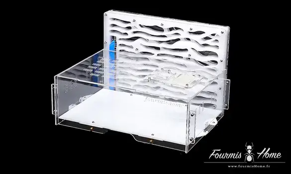 XXL + M minor hesperius