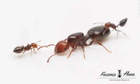 Crematogaster scutellaris