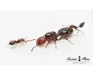 Crematogaster scutellaris