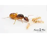 Camponotus fedtschenkoi