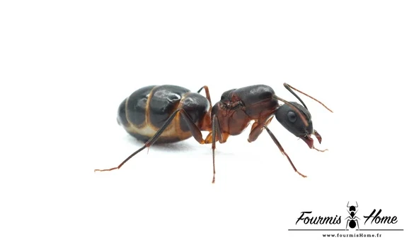 Camponotus barbaricus