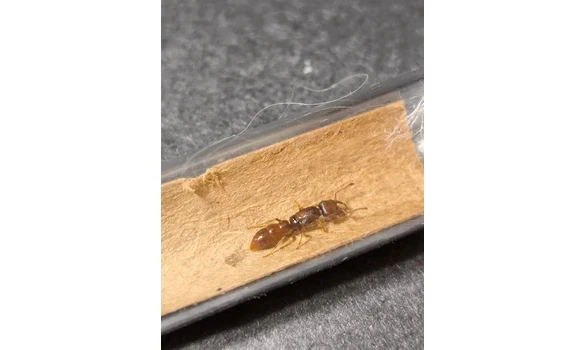 Stigmatomma pallipes