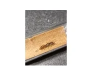 Stigmatomma pallipes