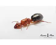 Camponotus sayi