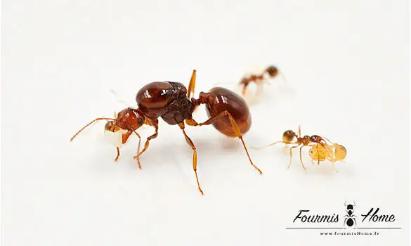 Aphaenogaster longiceps