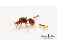 Aphaenogaster longiceps