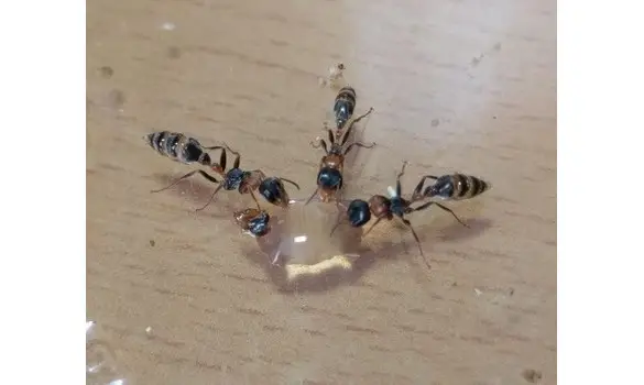Pseudomyrmex gracilis