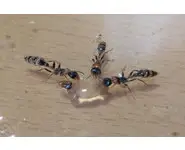 Pseudomyrmex gracilis