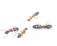 Camponotus albosparsus