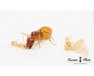 Camponotus fedtschenkoi YELLOW