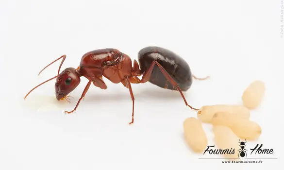 Camponotus turkestanicus