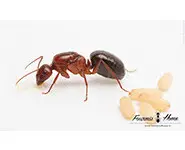 Camponotus turkestanicus