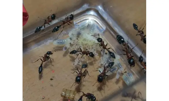 Tetraponera rufonigra